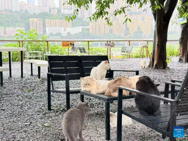 Chongqing Firefly Bay Cat Harbor Park'ta kediler, 4 Ekim 2026. Fotoğraf: Xinhua/Wu Yanxia